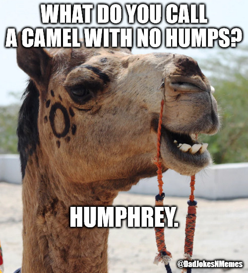 Humphrey the camel